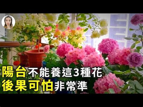 種玫瑰 風水|【玫瑰風水】玫瑰風水的秘密：家裡種植的禁忌事項，你知道嗎？。